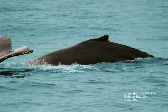 Humpback Whales